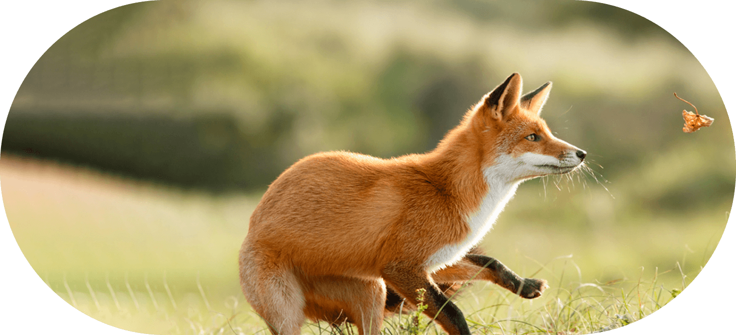fox